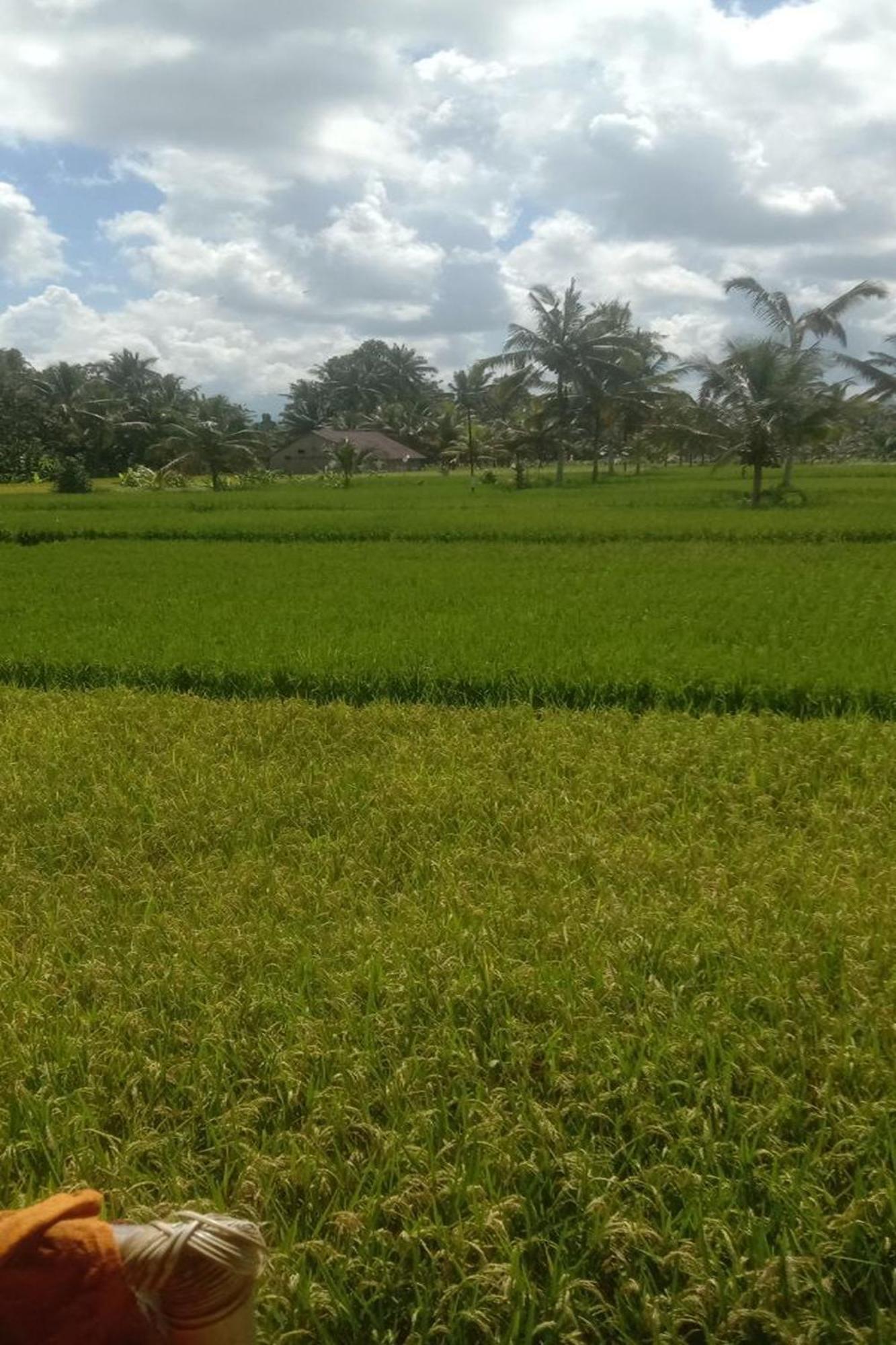 Campsite Lumbung Langit Bali House & Tampaksiring